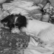 Blanding af racer Liva *hundii*