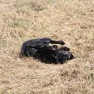 Labrador retriever Coco [Himmelhund]