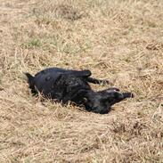 Labrador retriever Coco [Himmelhund]