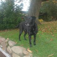 Labrador retriever Coco [Himmelhund]