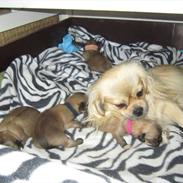 Tibetansk spaniel Ally