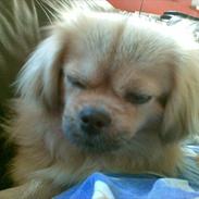 Tibetansk spaniel Ally