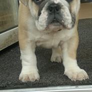Engelsk bulldog Ronja 