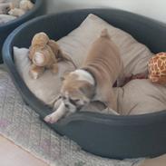 Engelsk bulldog Ronja 