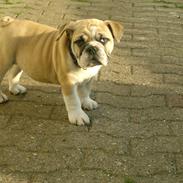 Engelsk bulldog Ronja 