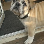 Engelsk bulldog Ronja 