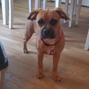 Blanding af racer Bella