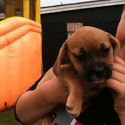 Blanding af racer Bella