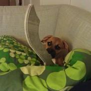 Blanding af racer Bella