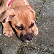 Blanding af racer Bella