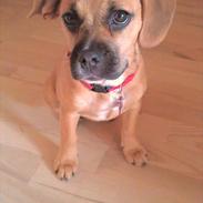 Blanding af racer Bella