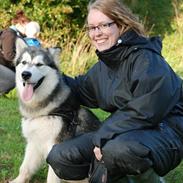 Alaskan malamute Moon Song´s Steelblue Jessi solgt