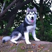 Alaskan malamute Moon Song´s Steelblue Jessi solgt