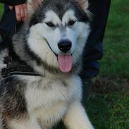 Alaskan malamute Moon Song´s Steelblue Jessi solgt