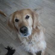 Golden retriever Dusky