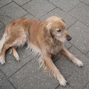 Golden retriever Dusky