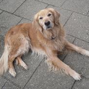 Golden retriever Dusky