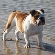 Engelsk bulldog Frida - Skawbulls All About Me