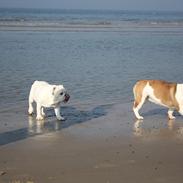 Engelsk bulldog Frida - Skawbulls All About Me