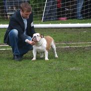 Engelsk bulldog Frida - Skawbulls All About Me