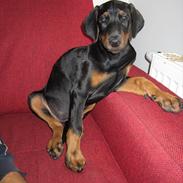 Dobermann Proud danish Dana (kenja)