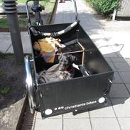 Dobermann Proud danish Dana (kenja)