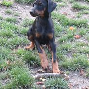 Dobermann Proud danish Dana (kenja)