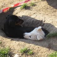 Dobermann Proud danish Dana (kenja)