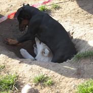 Dobermann Proud danish Dana (kenja)