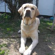 Labrador retriever Simba