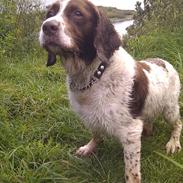 Engelsk springer spaniel Oscar  31.01.1999 - 08.02.2013