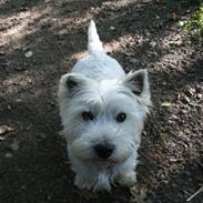 West highland white terrier Holms Mille