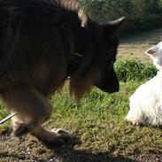 West highland white terrier Holms Mille