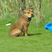 Staffordshire bull terrier nala