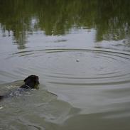 Labrador retriever §§§ Bamse