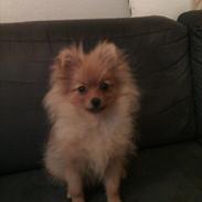 Pomeranian Mila