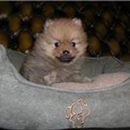 Pomeranian Mila