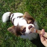 Chihuahua Hambus