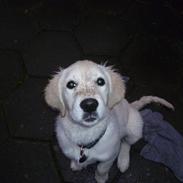 Golden retriever Nova (Vesterlands Gammie)