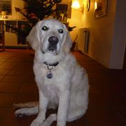 Golden retriever Nova (Vesterlands Gammie)