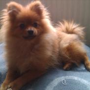 Pomeranian Mila