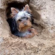 Yorkshire terrier mille