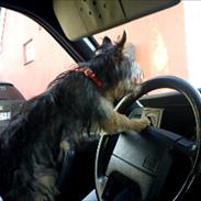 Yorkshire terrier mille