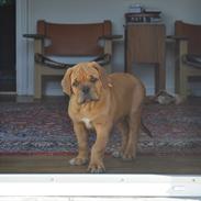 Dogue de bordeaux Nando