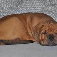 Dogue de bordeaux Nando