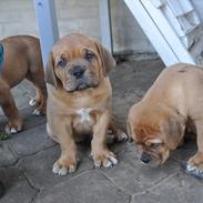 Dogue de bordeaux Nando