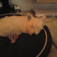 West highland white terrier Ronya (Excuse me)