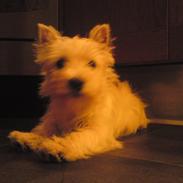 West highland white terrier Ronya (Excuse me)