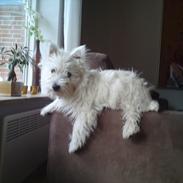 West highland white terrier Ronya (Excuse me)