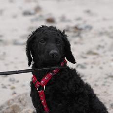 Curly coated retriever Jobs